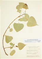 藏品(寬葉白楊)的圖片